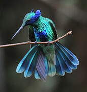 Sparkling Violetear