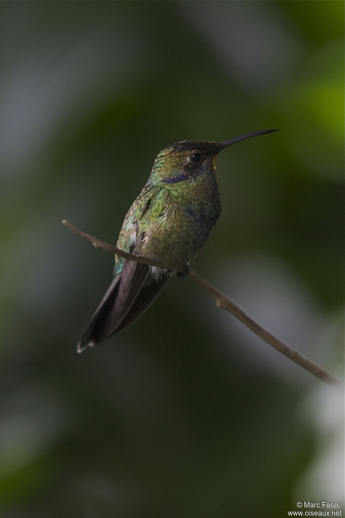 Colibri anaïsimmature, identification