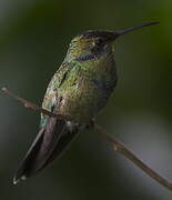 Sparkling Violetear