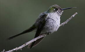 Grey-bellied Comet