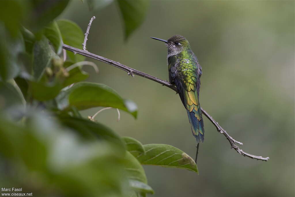 Colibri comète mâle, identification