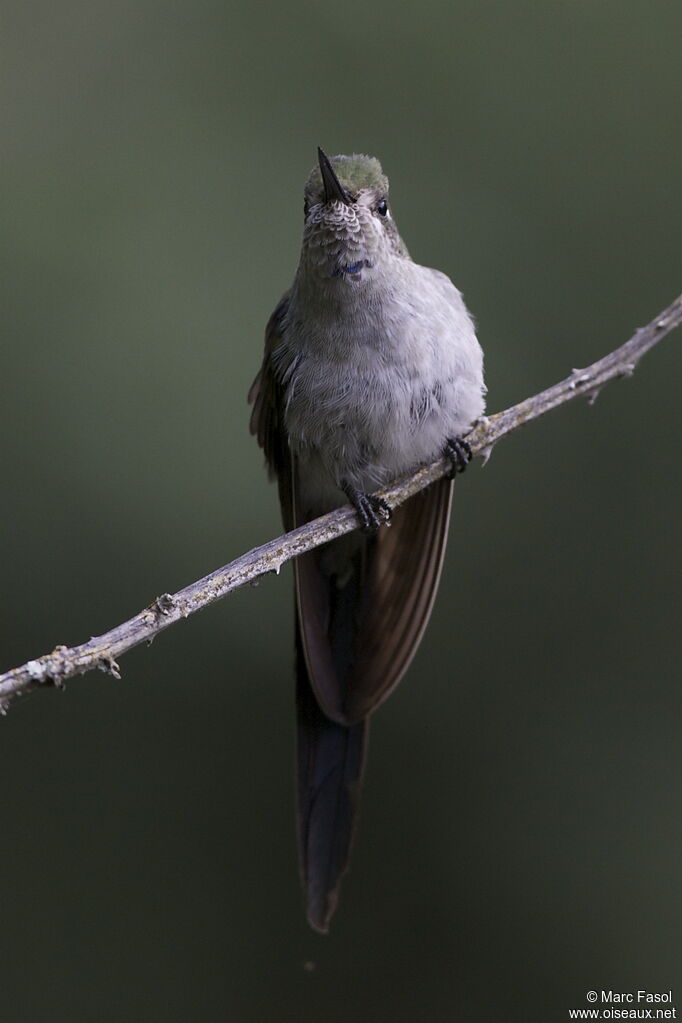 Grey-bellied Comet male adult, identification