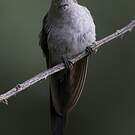 Colibri comète