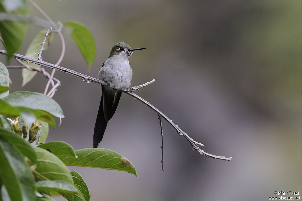 Grey-bellied Comet male, identification