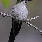 Colibri comète