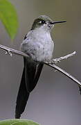 Grey-bellied Comet