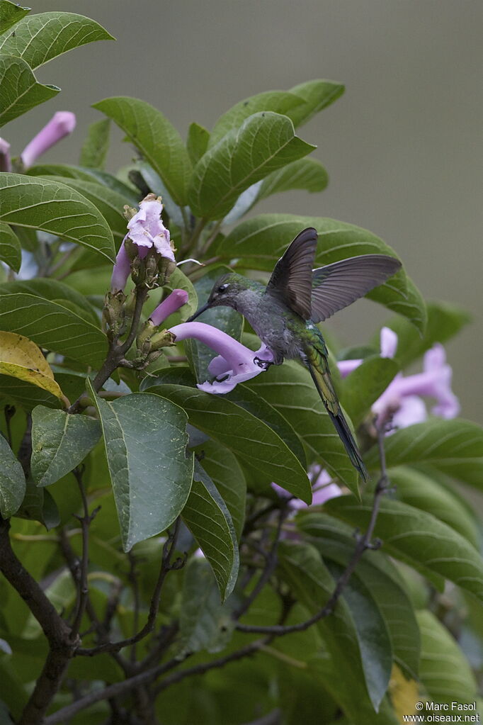 Colibri comète mâle adulte, identification, régime