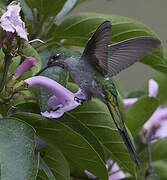 Grey-bellied Comet