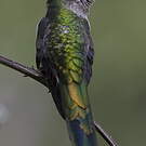 Colibri comète