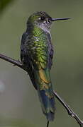 Colibri comète