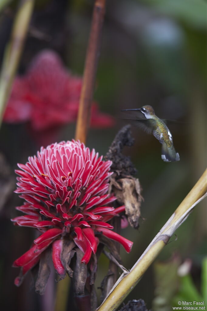 Colibri corinneadulte, identification, Vol, régime, Comportement