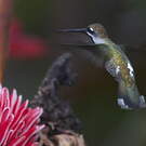 Colibri corinne