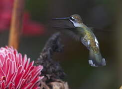 Long-billed Starthroat