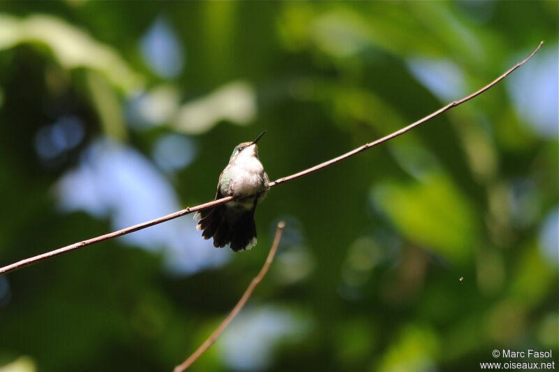 Emerald-chinned Hummingbird female adult breeding