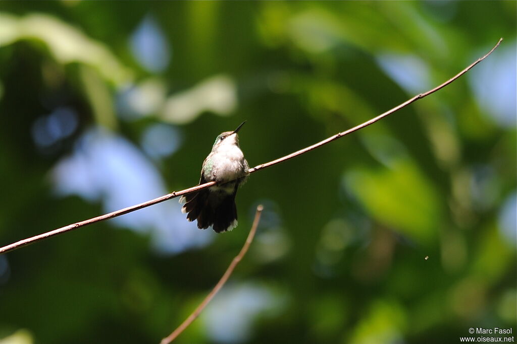 Colibri d'Abeillé femelle adulte nuptial