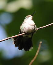 Colibri d'Abeillé