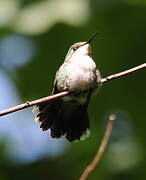 Emerald-chinned Hummingbird