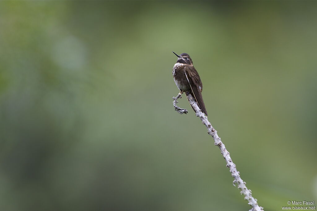 Colibri d'Aliceadulte, identification