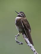 Purple-backed Sunbeam