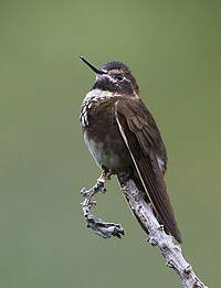 Colibri d'Alice