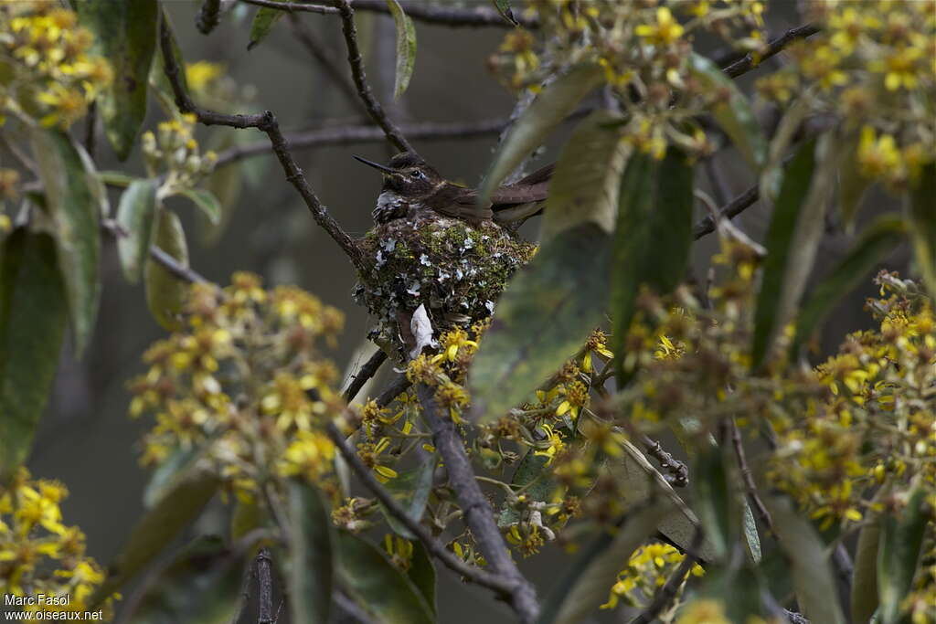 Purple-backed Sunbeam female adult, Reproduction-nesting