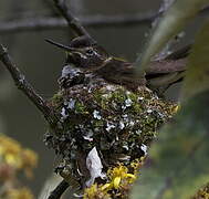 Purple-backed Sunbeam