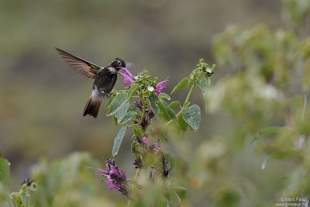 Colibri d'Aliceadulte, identification, régime