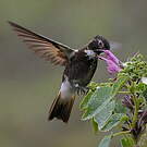 Colibri d'Alice