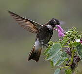 Colibri d'Alice