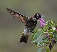 Purple-backed Sunbeam