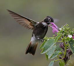 Colibri d'Alice