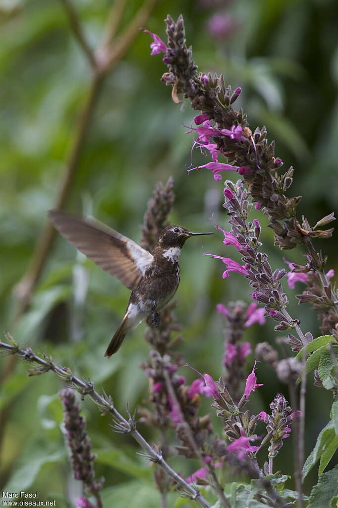 Colibri d'Aliceadulte, identification