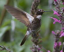 Purple-backed Sunbeam