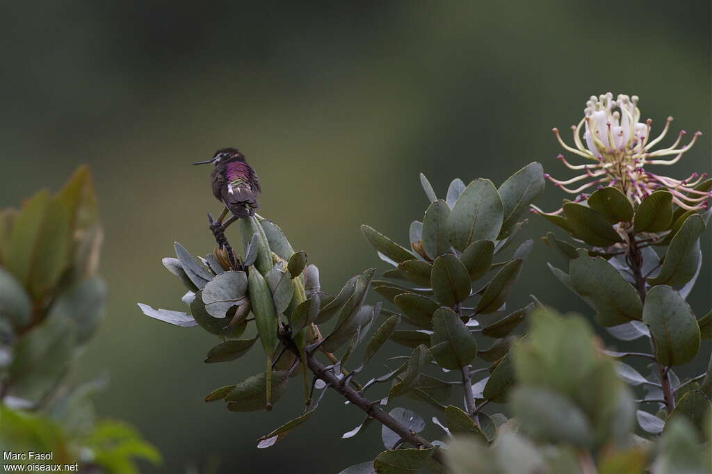 Purple-backed Sunbeamadult