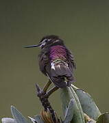 Purple-backed Sunbeam