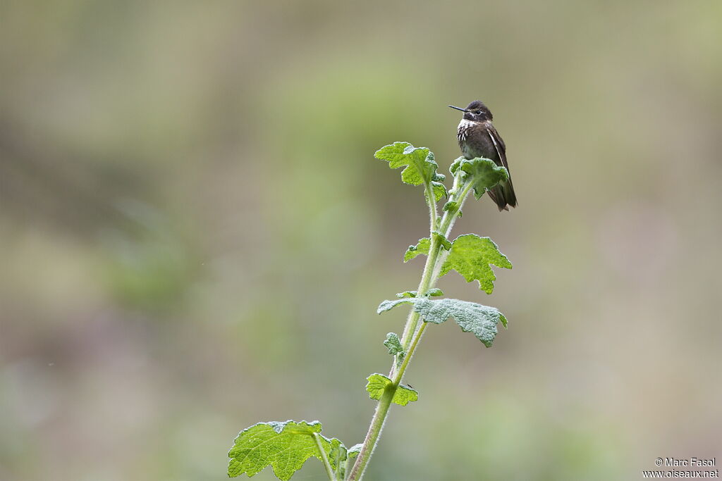 Purple-backed Sunbeamadult, identification