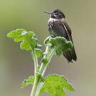 Colibri d'Alice
