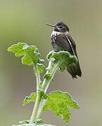 Purple-backed Sunbeam