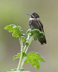 Colibri d'Alice