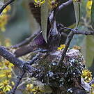 Colibri d'Alice