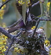 Purple-backed Sunbeam