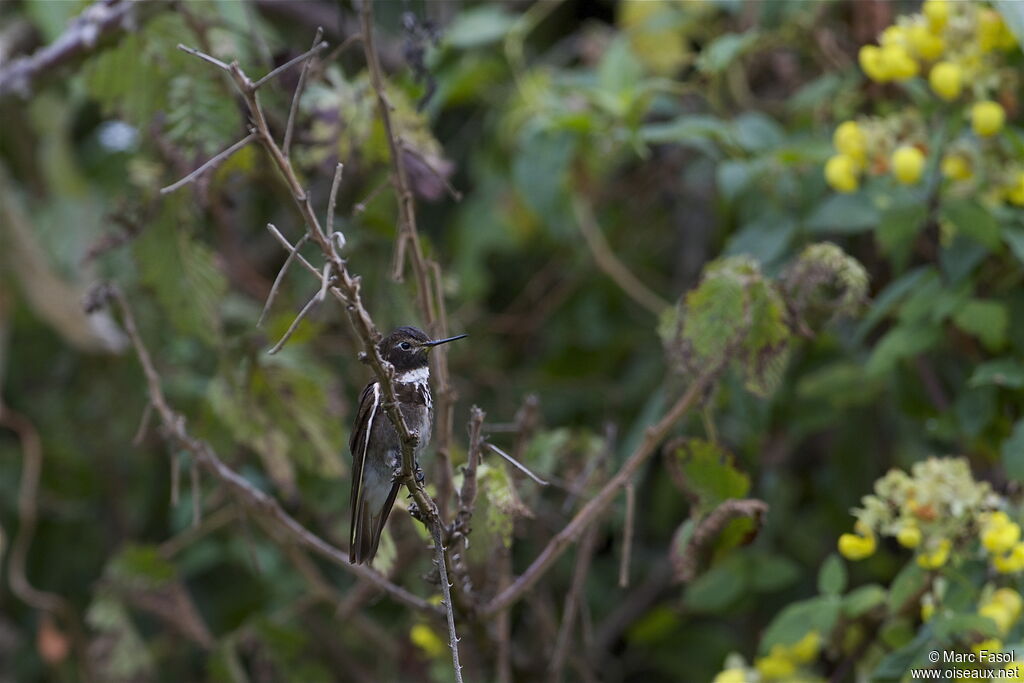 Colibri d'Aliceadulte, identification