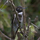 Colibri d'Alice