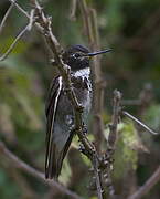 Purple-backed Sunbeam