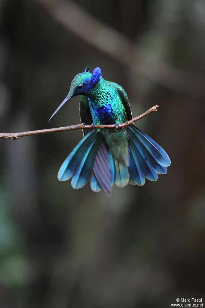 Colibri d'Anaïs adulte, nuptial, identification, comportement