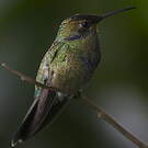 Colibri d'Anaïs
