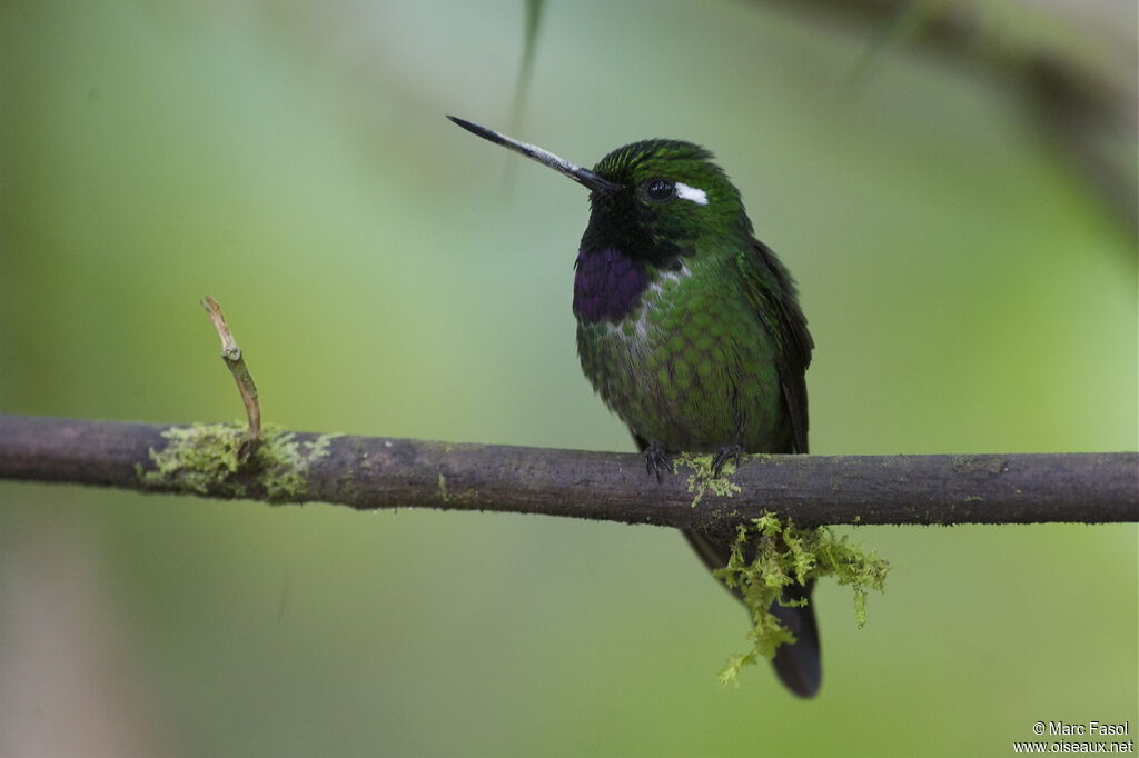 Purple-bibbed Whitetip male adult, identification