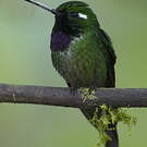 Colibri de Benjamin
