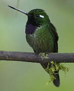 Purple-bibbed Whitetip