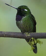 Colibri de Benjamin